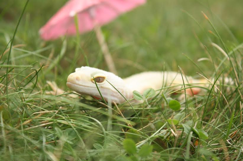 GeckoSanctuary's tweet photo. Astrid the #leopardgecko is available for adoption in Massachusetts! #adoptdontshop #adoptme https://t.co/nA8KEshuxZ https://t.co/CqIpOygwSG