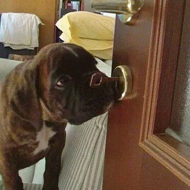 lovers_boxer's tweet photo. He can even lock the door..😘😘💕💓💖
#collarbuddies #collarbuddies #boxer #boxers #boxerdog #boxerdogs #boxerpuppies #b… https://t.co/bnFsgZgNCl