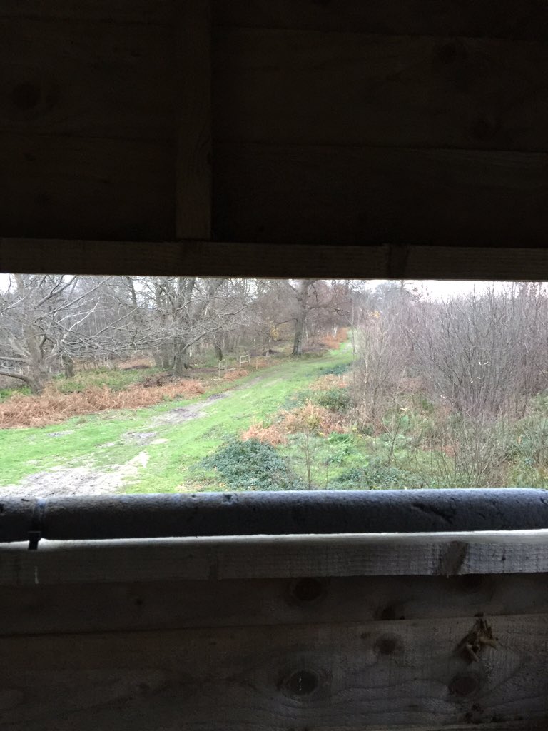 Gamekeeper10's tweet photo. Thought id go and sit in the tower for an hour see if i can get a #fallow #deer for @stourvalleygame #localvenison https://t.co/bNH9H7T3wY