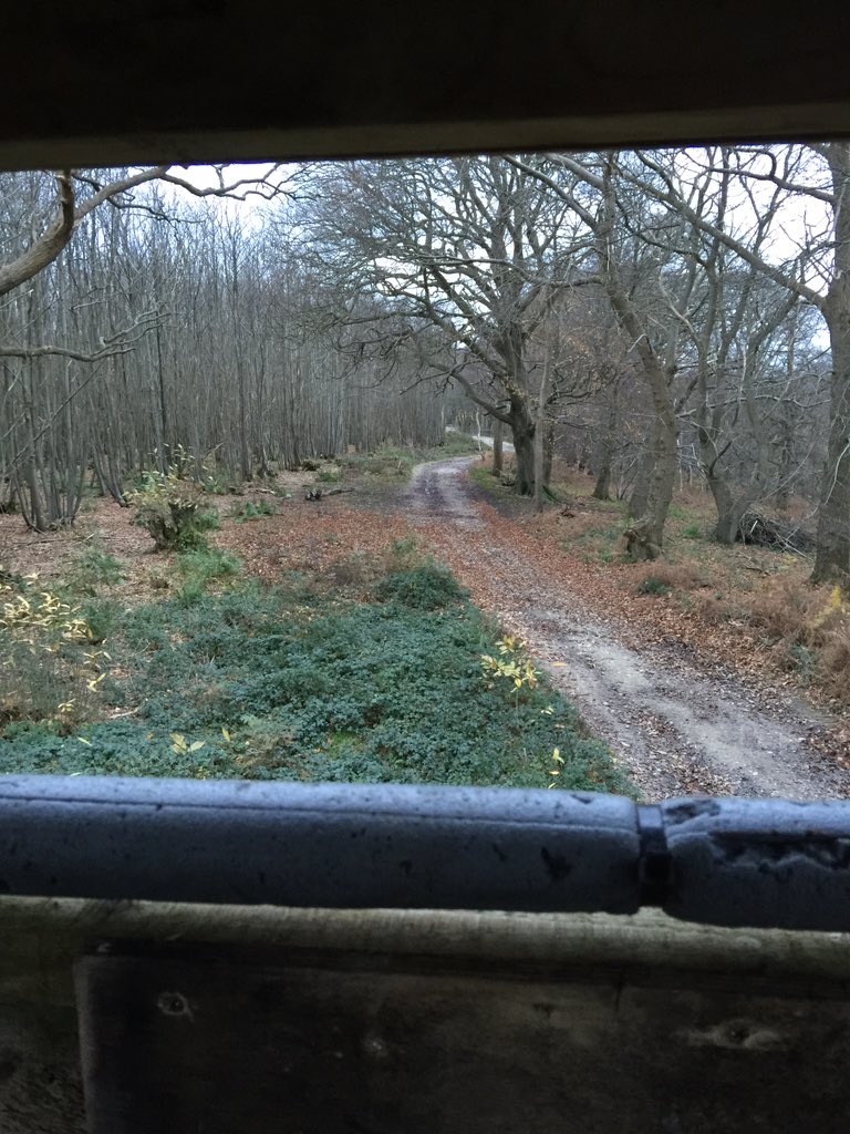 Gamekeeper10's tweet photo. Thought id go and sit in the tower for an hour see if i can get a #fallow #deer for @stourvalleygame #localvenison https://t.co/bNH9H7T3wY