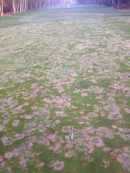 PaceBarry's tweet image. This was put up by a #TeaMan to show how bad disease can get &amp;amp; #ChemReps start sayin its what Brewing does #Zeroidea