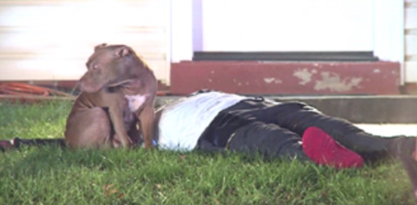 Dog Stands Guard Over Injured Human After Fire puls.ly/WmDJQA