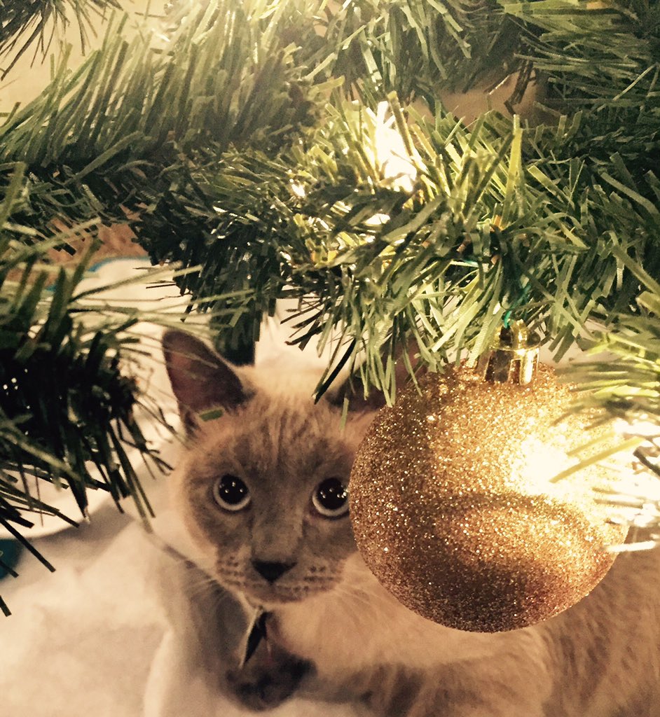 KimberlyRenfrow's tweet photo. #siamese #CatsOfTwitter #christmastree https://t.co/Xz8whF3uE8