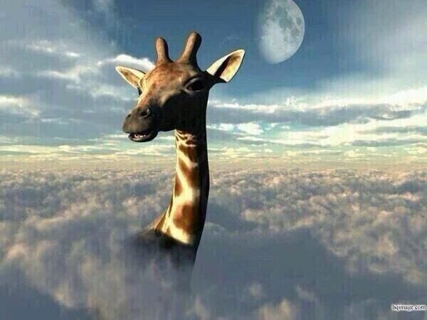 _Truffle_Report's tweet image. Wake n bake had me like