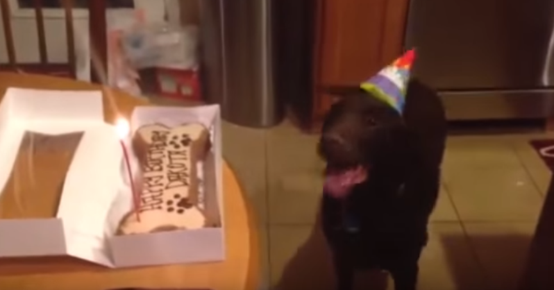 Birthday Dog Can’t Contain His Excitement puls.ly/0_gCNg