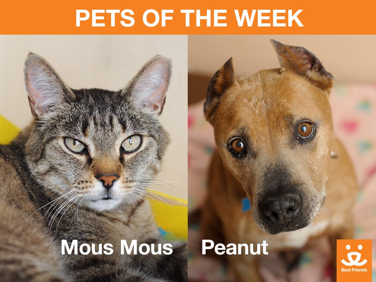 bestfriends's tweet photo. Pets of the Week: Mous Mous has a big heart. Peanut is a distinguished gentleman. MEET THEM: https://t.co/YeA14EY7YS https://t.co/3owa0b8xiB