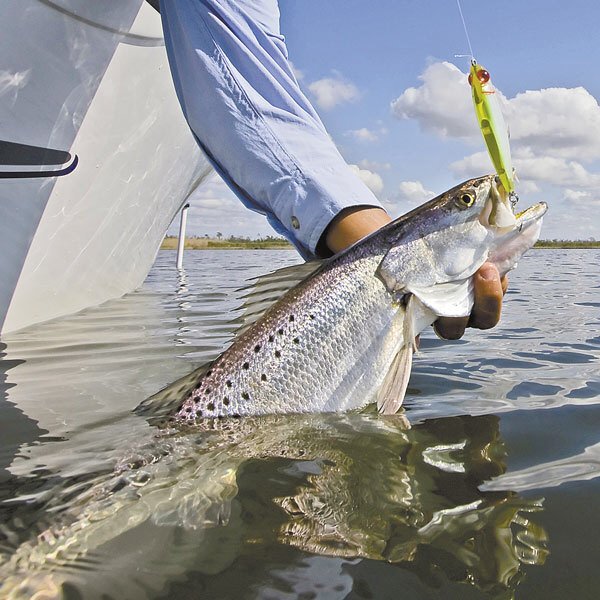 offshore_blue's tweet photo. The speckled trout bite is starting  to heat up here in North Carolina. Tweet us pictures of your catches! https://t.co/e2IvaSvuzJ