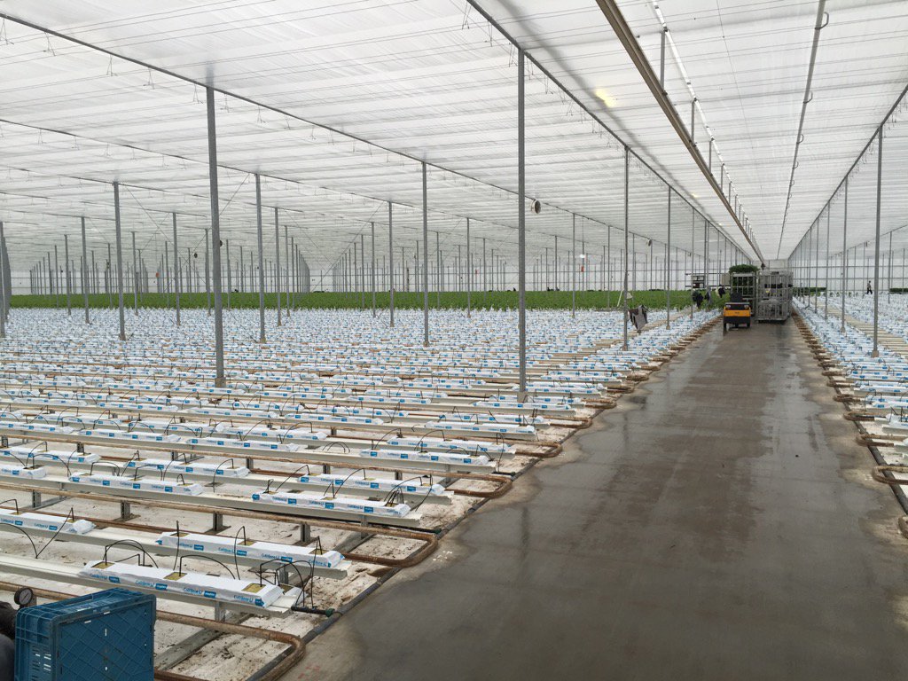 De laatste kassen bij Peppers Unlimited worden weer geplant. Zo groeien weer 335.000 paprikaplanten <a href="/Koekoekspolder/">Koekoekspolder</a>!