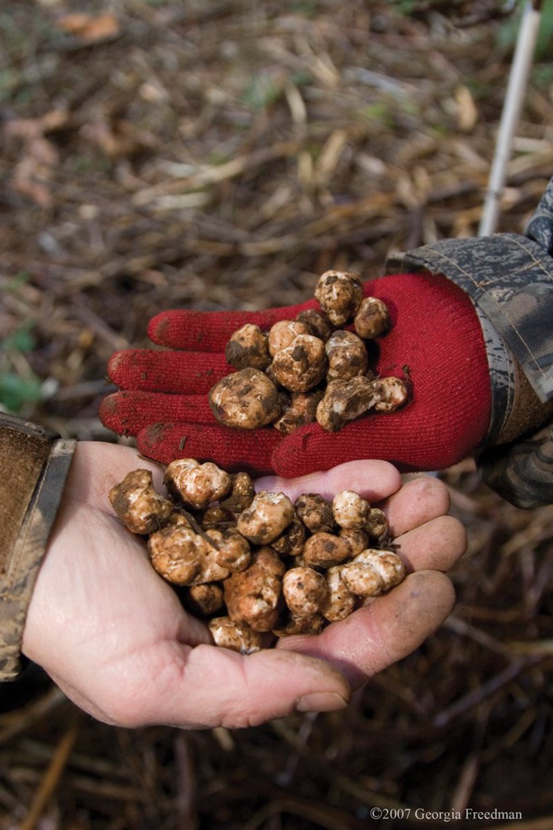 Discover the magic of Oregon truffles: ow.ly/Vks3T via <a href="/registerguard/">The Register-Guard</a> <a href="/ORtrufflefest/">Oregon Truffle Festival</a> #orwinetrav