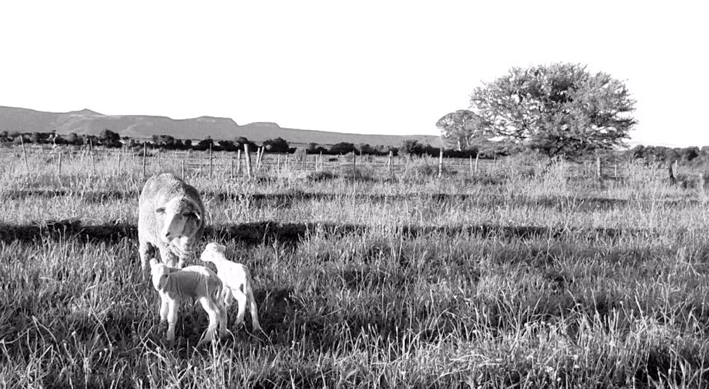 SPMarais's tweet photo. Lamtyd in die Karoo #lamtyd https://t.co/DDbu6YqRxx
