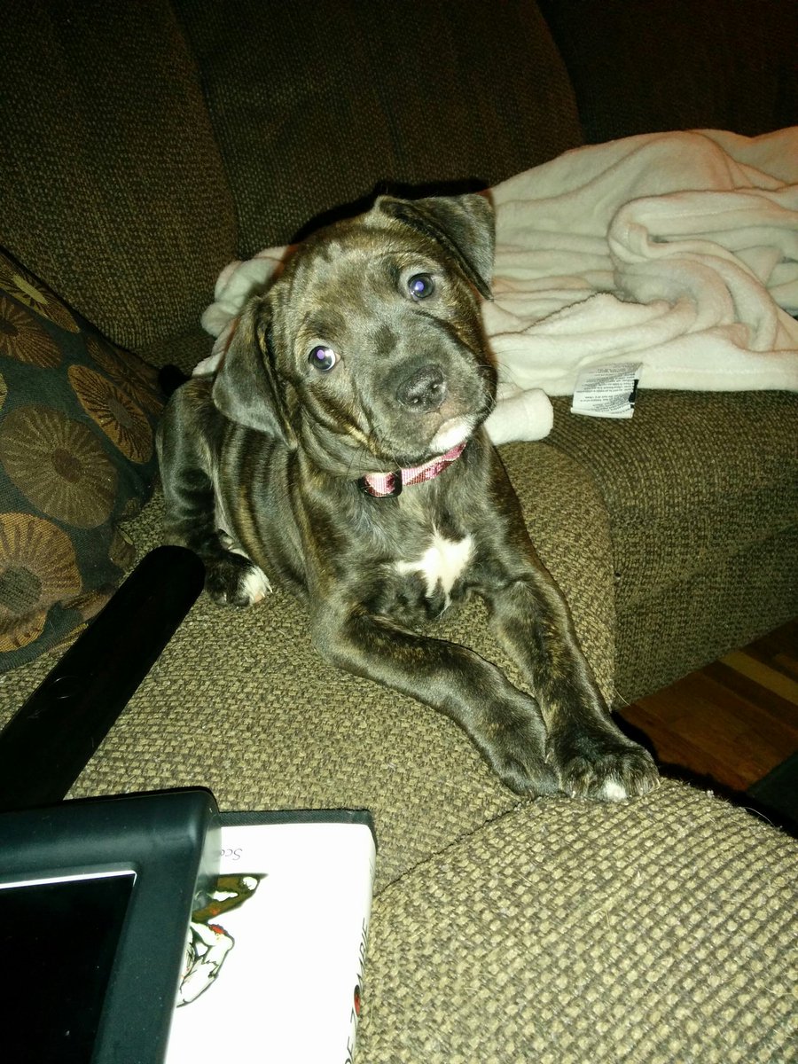 Dauphinfam's tweet photo. #sasha#babygirl https://t.co/kIbEe1qaF4