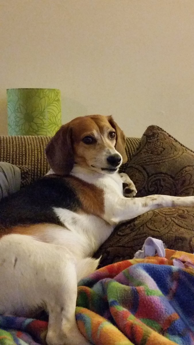 Hound_Table's tweet photo. Mom says that scary sound is a marching band. I'm not so sure about it still. Plus, my lips stick to my teeth. https://t.co/EOgTTi6iD9