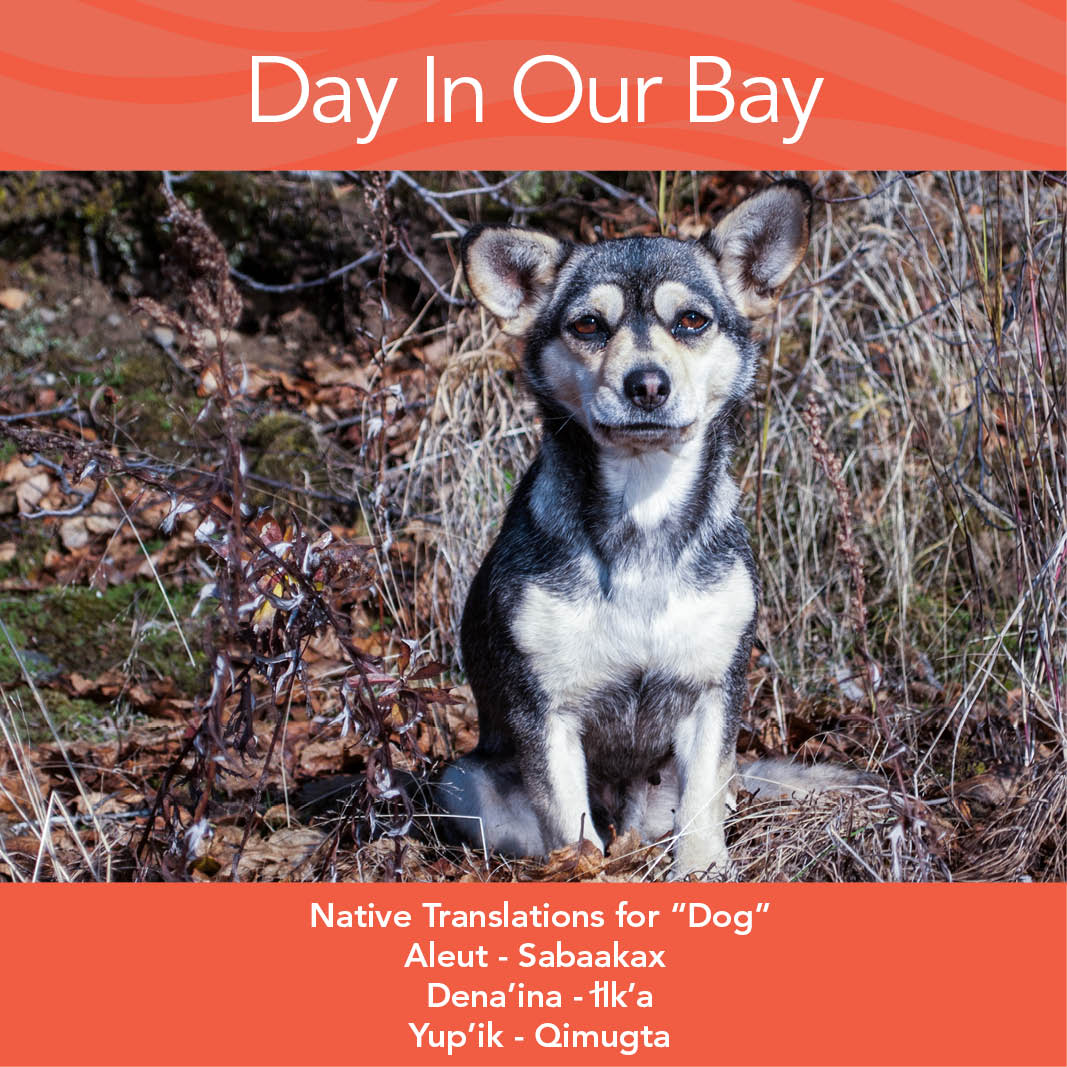 DayInOurBay's tweet photo. RT @BristolBayToday : Today’s #WordWednesday is #Native translations for “Dog.” RT to keep our traditions alive. https://t.co/xEvjQNwljv