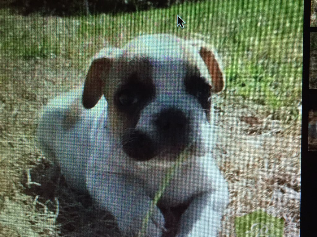 MollyMbborchert's tweet photo. I'm feeling ready to get a dog again, is that crazy? https://t.co/6OaaRTfCVH