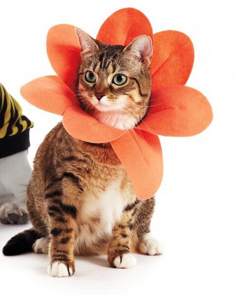 CuteCatsCo's tweet photo. 😂 https://t.co/U9D7xBG90J