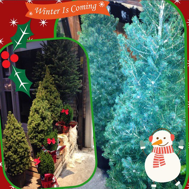 ForestHMarket's tweet photo. Fresh cut #Christmas trees are now available! Different sizes! We also carry ornaments, #RedPoinsettias and more! 🎄 https://t.co/DyMXxZfJyK
