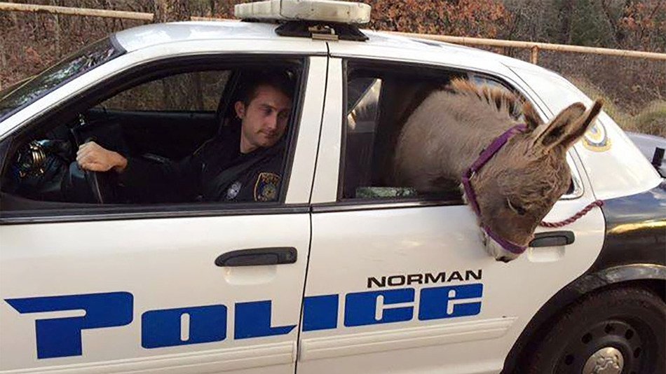 Wandering donkey gets picked up by a cop. bit.ly/1Q0uRIu  #TrueStory https://t.co/NHIwwlGDLs