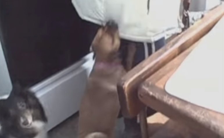 Dogs Refuse to Let Human Mom Go to Work puls.ly/Fu1hTg