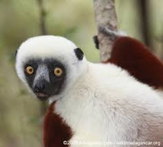 HBGregie's tweet photo. @la_fetty whats absurd is your lemur lookin self. I'm prayin for your portrait artist #fys342 https://t.co/3ofc2zrUfT