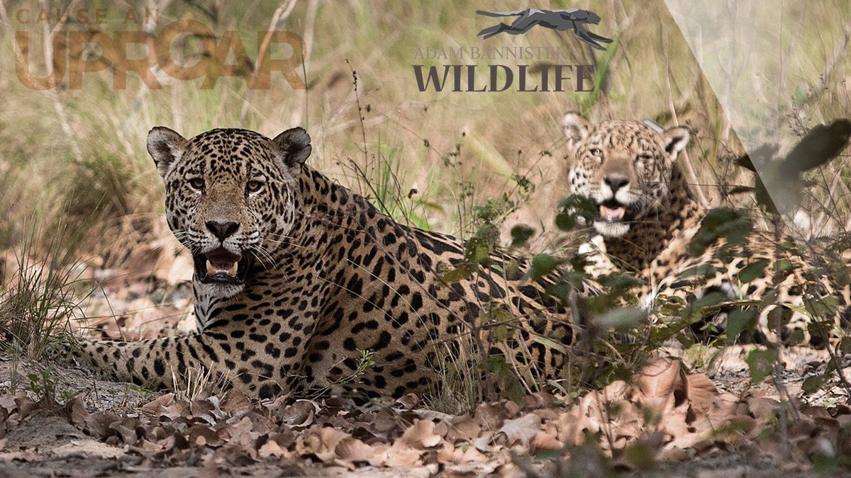Watch this JAGUAR video #BigCatWeek <a href="/NatGeo/">National Geographic</a> @natgeowild
bit.ly/1lXN9O6