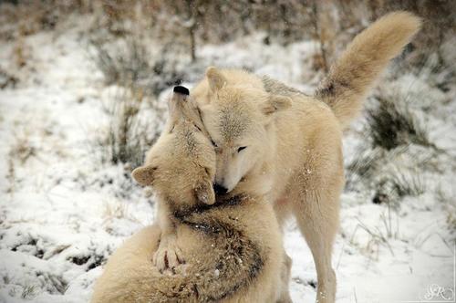 snow_derg's tweet photo. on this #WaffWednesday don't forget to hug a waff https://t.co/KNOyiCJsoW