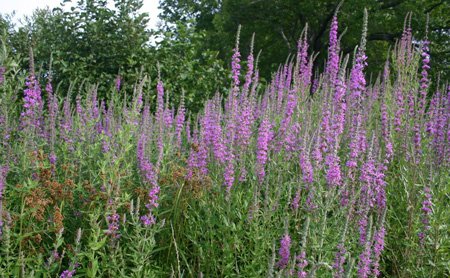 NYInvasiveSpp's tweet photo. Purple loosestrife (Lythrum salicaria) profile now available. Read at: https://t.co/NfftERQrgU https://t.co/dHnlwkSULL