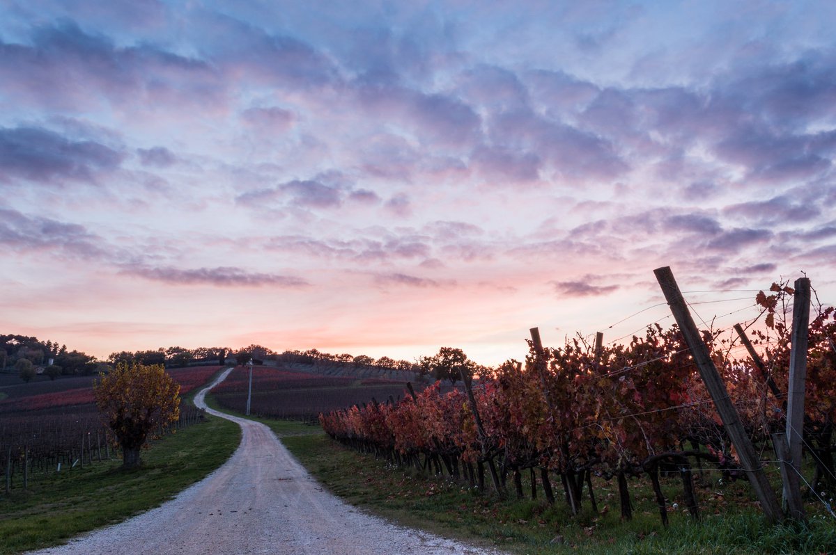 Stefano Guerrini tweet media