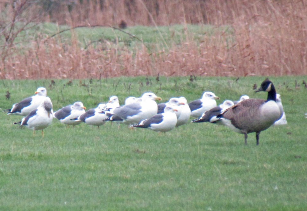 krisgillam1's tweet photo. hench adult male caspo down the cuckmere with 10+ adult argies @SussexBirding #cachfall https://t.co/EQbpNM4nEu