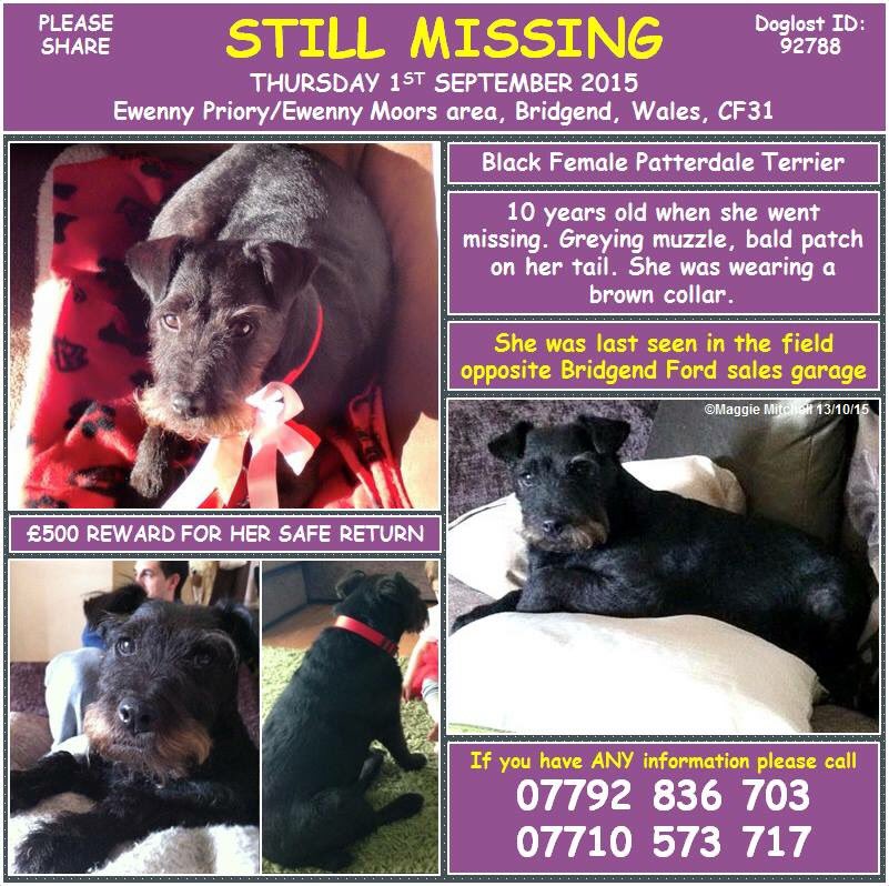 LisaLisaw1's tweet photo. Please RT #helpfindcleo #missing #EwennyPriory #EwennyMoors #Bridgend #Wales Reward for her safe return @findcleo https://t.co/dn7kL4oWcy