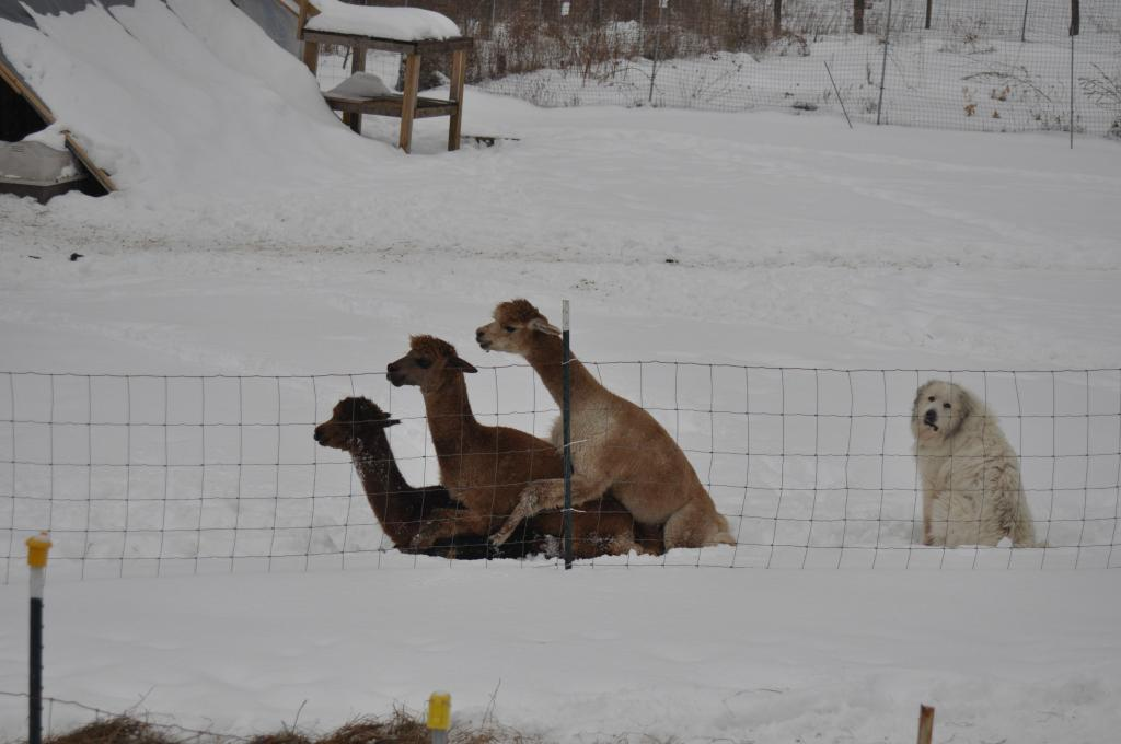 theCHIVE's tweet photo. When you’re the only single one in the group. https://t.co/PvOHIMekI7