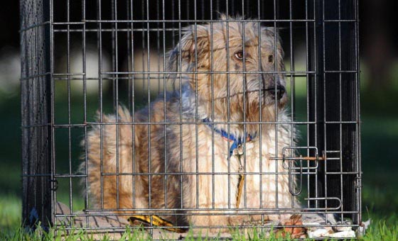 OzDogLover's tweet photo. @RSPCANSW shelters are overflowing and adoption fees have dropped to $100 #adoptdontshop
https://t.co/1OcCnLZJCP https://t.co/0xB7G16WQp
