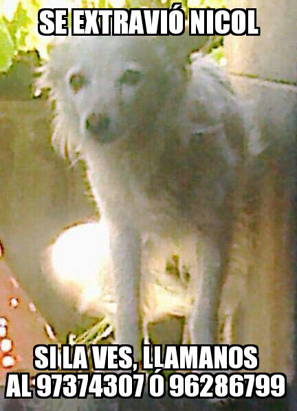 Buscando_aNicol's tweet photo. Seguimos buscando a Nicol, perdida entre #Ñuñoa y #Providencia alrededor de #Irarrázabal con #AntonioVaras https://t.co/tbBANimqAb