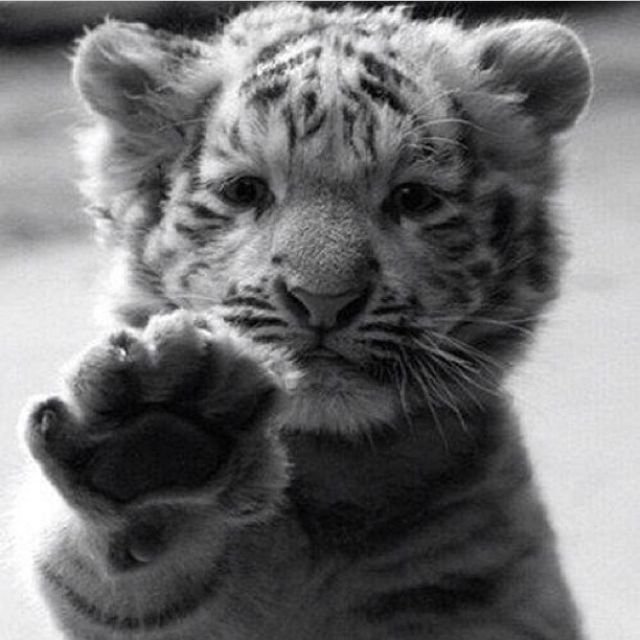 BilloRani4's tweet photo. Someone buy me this cub so cute!!!! https://t.co/a6tLICpKU7