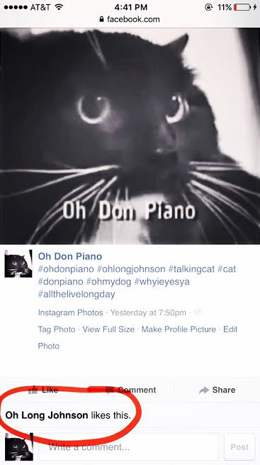 Oh Don Piaaaaano #talkingcat #catmeme, oh long johnson