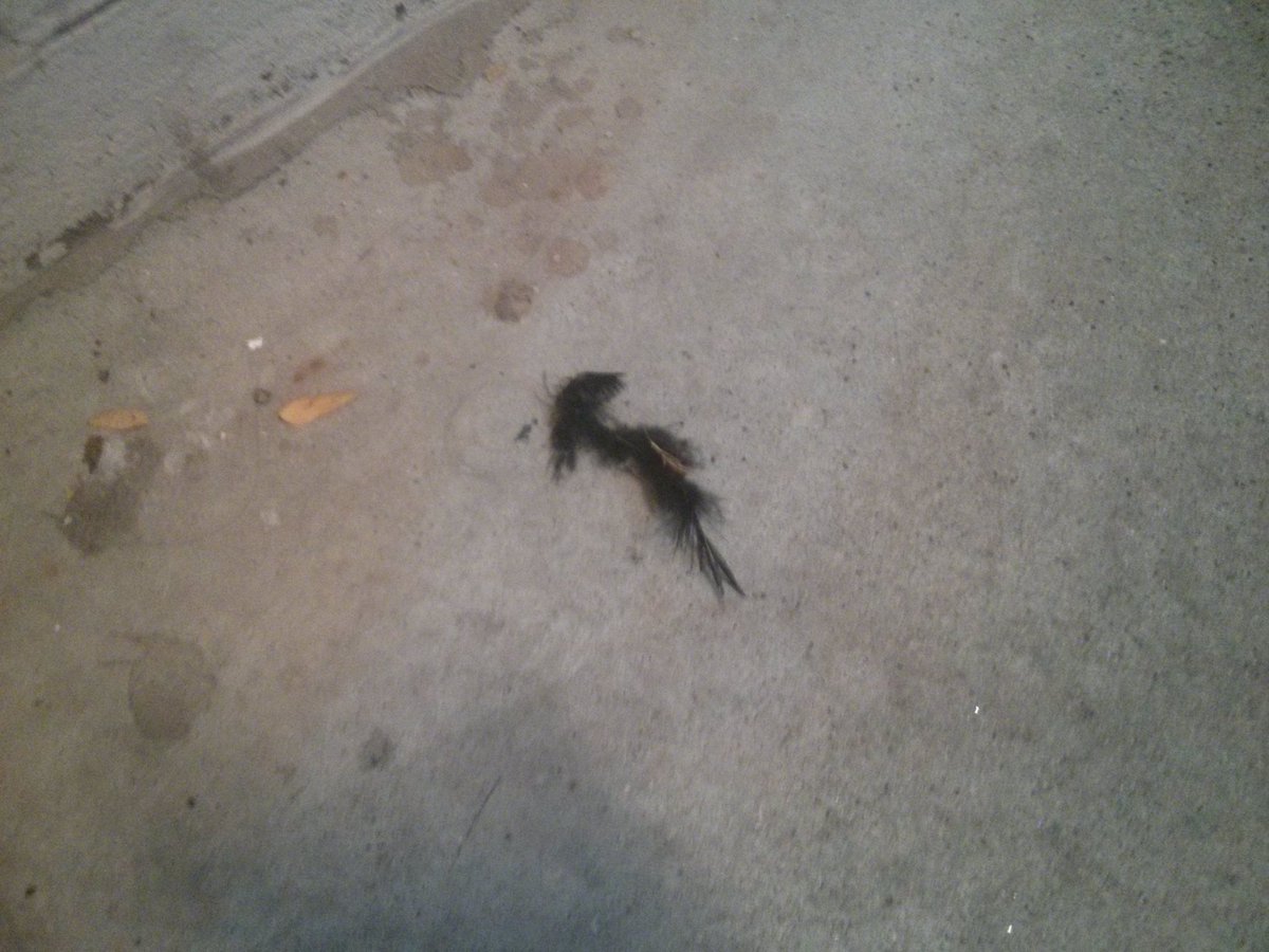 AtriumGarage's tweet photo. Is it a feather? A caterpillar? A fake moustache? A real moustache? You decide! https://t.co/q8Awp0Bl6n