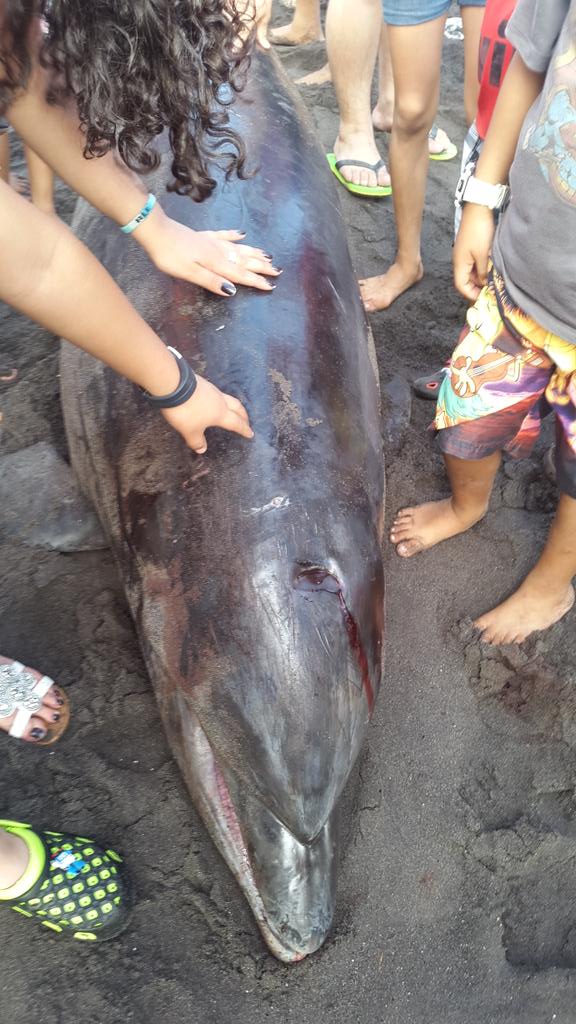 CONAP_COSTASUR's tweet photo. @CONAPgt inspeccion  delfin nariz de botella varado en chapmerico retalhuleu esta muerto causa golpe en la cabeza https://t.co/FJjdOKxmLu