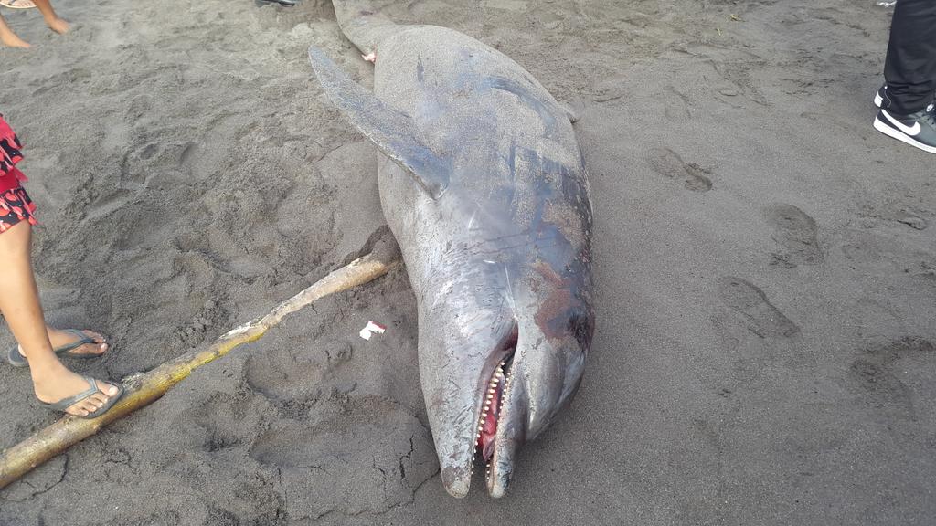 CONAP_COSTASUR's tweet photo. @CONAPgt inspeccion  delfin nariz de botella varado en chapmerico retalhuleu esta muerto causa golpe en la cabeza https://t.co/FJjdOKxmLu