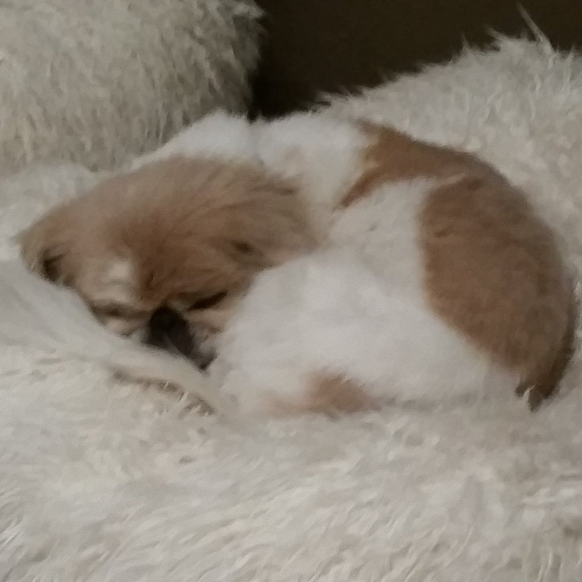 PjPerez's tweet photo. #makedogsnotwar https://t.co/9w22e0wCOV