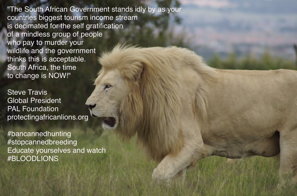 Lion Ambassador tweet media