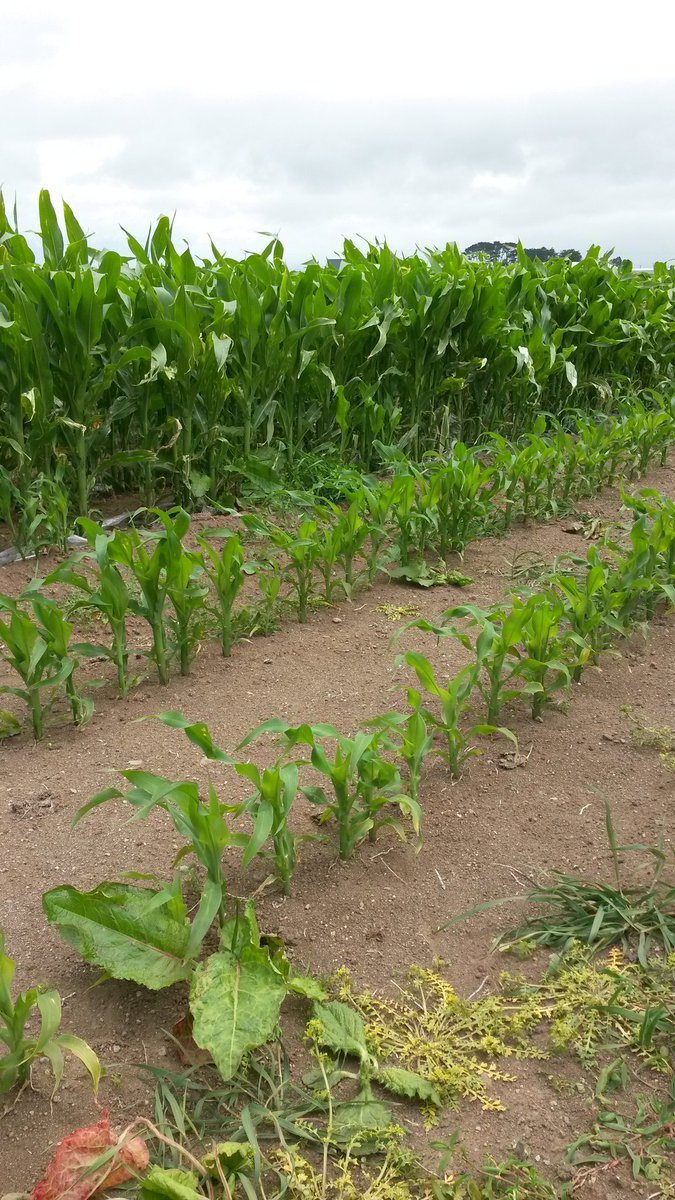 NakiDairyFarmer's tweet photo. Maize planted underfilm vs not underfilm 10th sept planted 380m above sea level...spot the difference @samcosystem https://t.co/nSrxxWlcDb