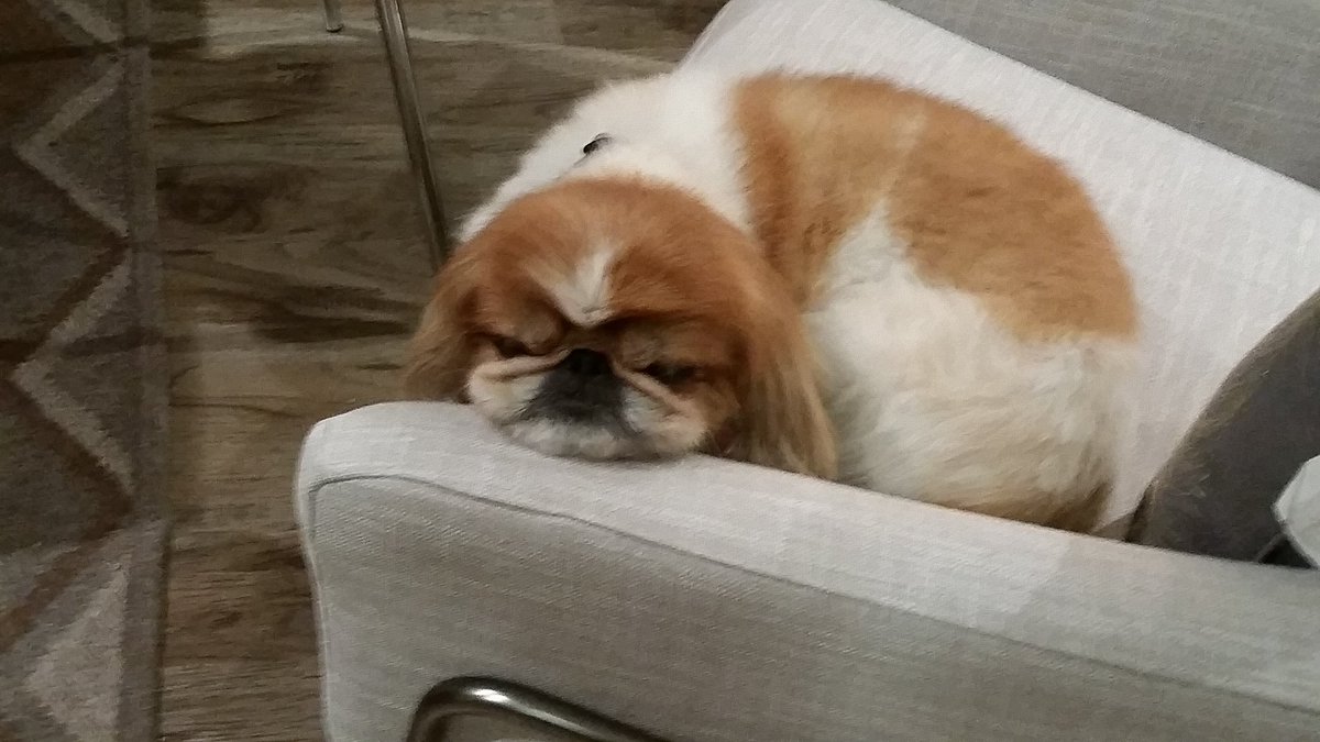 PjPerez's tweet photo. #makedogsnotwar https://t.co/qYUjte2Jtt