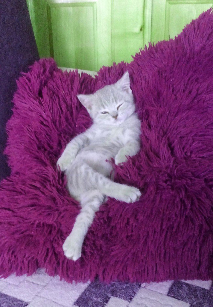 Elverojaguar's tweet photo. https://t.co/BI3o2EItA6