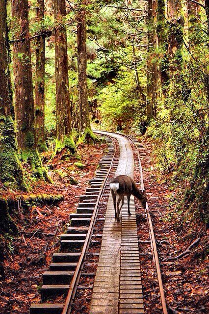 NazaretJROutdoo's tweet photo. Muchas veces el tren equivocado nos lleva al lugar correcto..(P.C) #buenosdías guap@s!😉 #pasiónmorena #moda #caza https://t.co/wVBmoKn6Tc