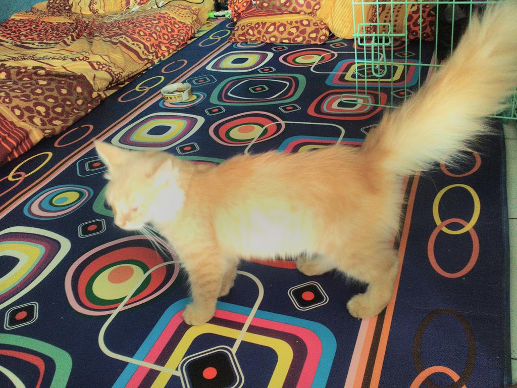 HDimsday's tweet photo. @jual_kucing mau nmpng jual mpus,
Jntan (redtabby) ,abu2(betina)angkut smuanya Sma kndang 1500000 net. 089648659398 https://t.co/v6K10Abk5g