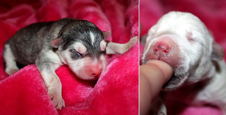 Hero Dog Saves a Litter of Abandoned Day-Old Puppies puls.ly/1Zwrcg