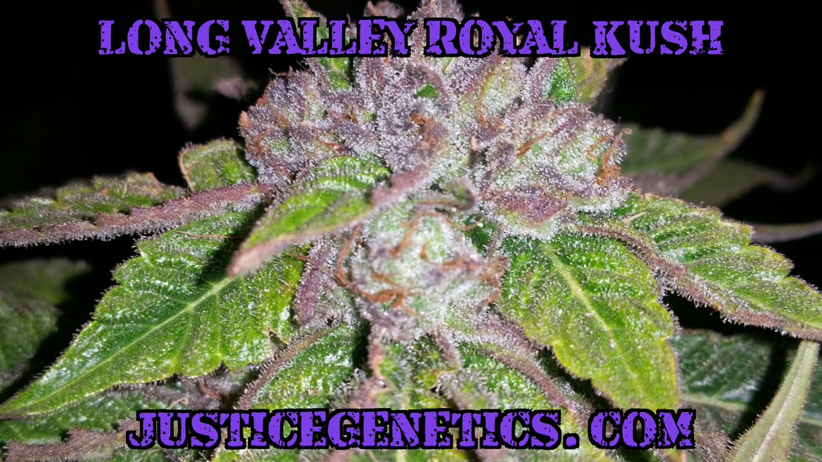 GoodHerbPodcast's tweet photo. So who would like to colab? #Realkush I could be your private farmer.#transparentfarming https://t.co/IRX56CSH2t