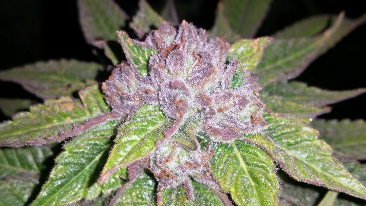 GoodHerbPodcast's tweet photo. So who would like to colab? #Realkush I could be your private farmer.#transparentfarming https://t.co/IRX56CSH2t