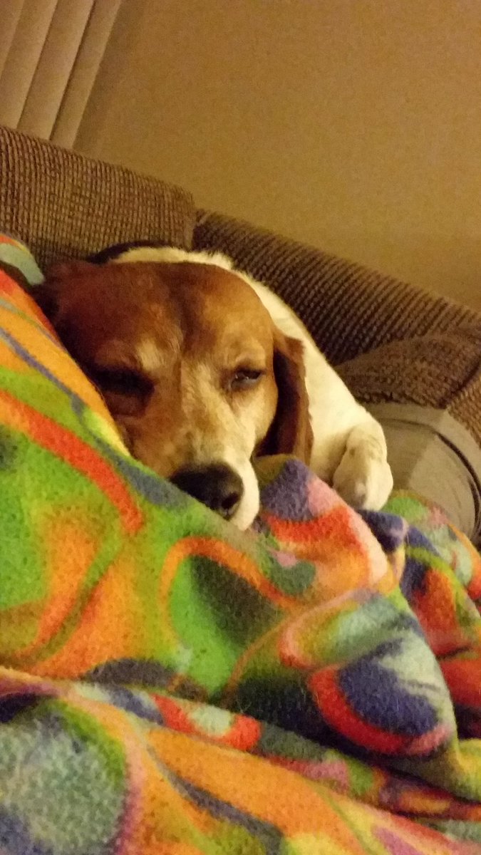 Hound_Table's tweet photo. Must. Not. Fall. Asleep. Because...reasons. https://t.co/ImhrTbABUa