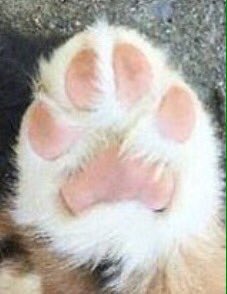 ClaudiaLopez's tweet image. Por unanimidad aprobada #LeyAnimalista son seres sintientes no bienes! y su maltrato será penalizado! Lo logramos!