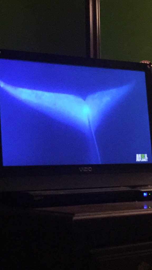 BenjaminWhite21's tweet photo. #RacingExtinction #savethewhales #ebapes @mrwsilva https://t.co/W9iKWA9Ct6